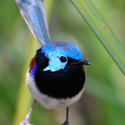 Malurus lamberti (Variegated Fairywren) at Ulladulla Reserves Bushcare - 1 Nov 2016 by CharlesDove