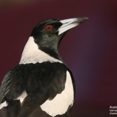 Gymnorhina tibicen (Australian Magpie) at Narrawallee Foreshore and Reserves Bushcare Group - 30 May 2016 by CharlesDove