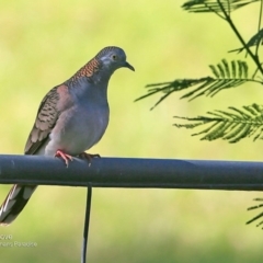 Geopelia humeralis (Bar-shouldered Dove) at Undefined - 26 May 2016 by Charles Dove