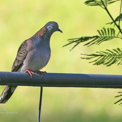 Geopelia humeralis (Bar-shouldered Dove) at Undefined - 27 May 2016 by CharlesDove