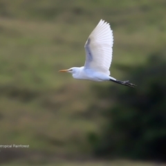 Bubulcus coromandus (Eastern Cattle Egret) at Undefined - 26 May 2016 by CharlesDove