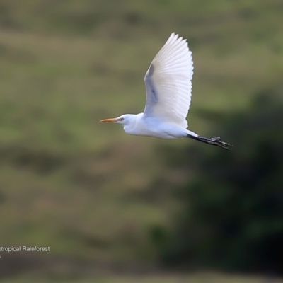 Bubulcus coromandus (Eastern Cattle Egret) at Undefined - 26 May 2016 by CharlesDove