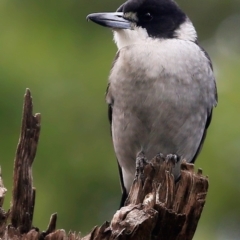 Cracticus torquatus (Grey Butcherbird) at  - 24 May 2016 by CharlesDove