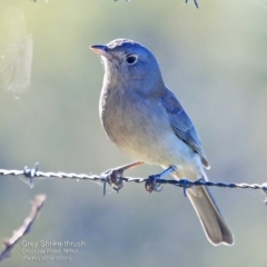 Colluricincla harmonica (Grey Shrikethrush) at Undefined - 30 May 2016 by CharlesDove