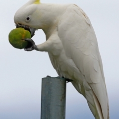 Cacatua galerita (Sulphur-crested Cockatoo) at Undefined - 28 May 2016 by CharlesDove