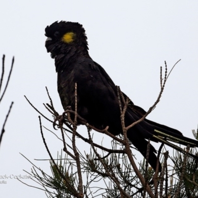 Zanda funerea (Yellow-tailed Black-Cockatoo) at Undefined - 25 May 2016 by Charles Dove