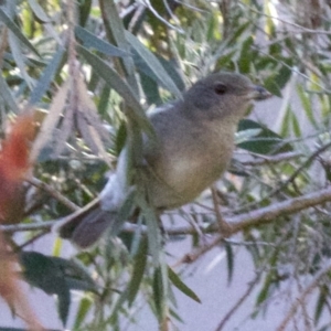 Pachycephala pectoralis at Ainslie, ACT - 11 Jun 2018