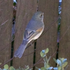 Pachycephala pectoralis at Ainslie, ACT - 11 Jun 2018