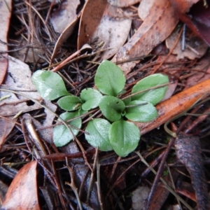 Diplodium ampliatum at Cook, ACT - suppressed