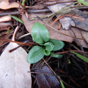 Diplodium ampliatum at Cook, ACT - suppressed