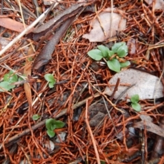 Diplodium truncatum (Little Dumpies, Brittle Greenhood) at Cook, ACT - 12 Jun 2018 by CathB