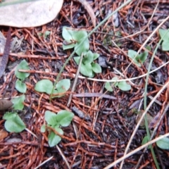 Diplodium truncatum at Cook, ACT - suppressed