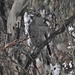 Strepera versicolor at Forde, ACT - 12 Jun 2018