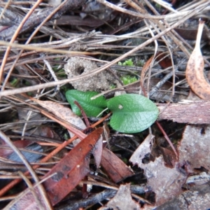 Pterostylis pedunculata at Cook, ACT - suppressed