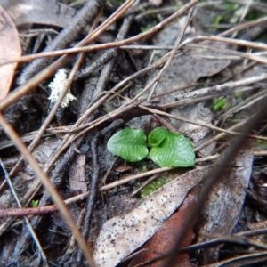 Pterostylis pedunculata at Cook, ACT - suppressed