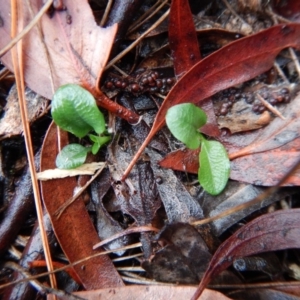 Pterostylis pedunculata at Cook, ACT - suppressed