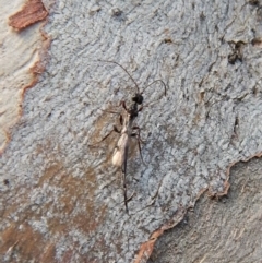 Monomachus antipodalis (A parasitic wasp) at Cook, ACT - 12 Jun 2018 by CathB