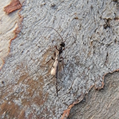 Monomachus antipodalis (A parasitic wasp) at Cook, ACT - 12 Jun 2018 by CathB