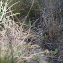 Pyrrholaemus sagittatus (Speckled Warbler) at Michelago, NSW - 13 Apr 2012 by Illilanga