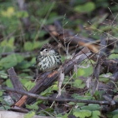 Pyrrholaemus sagittatus (Speckled Warbler) at Michelago, NSW - 18 Jun 2012 by Illilanga