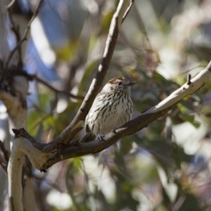 Pyrrholaemus sagittatus at Michelago, NSW - 15 Sep 2012