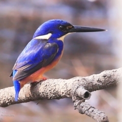 Ceyx azureus (Azure Kingfisher) at Garrads Reserve Narrawallee - 17 May 2016 by CharlesDove