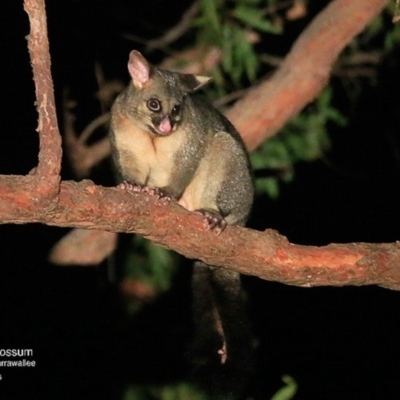 Trichosurus vulpecula (Common Brushtail Possum) at Undefined - 16 May 2016 by Charles Dove