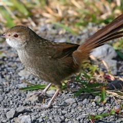 Dasyornis brachypterus (Eastern Bristlebird) at Booderee National Park1 - 10 May 2016 by Charles Dove