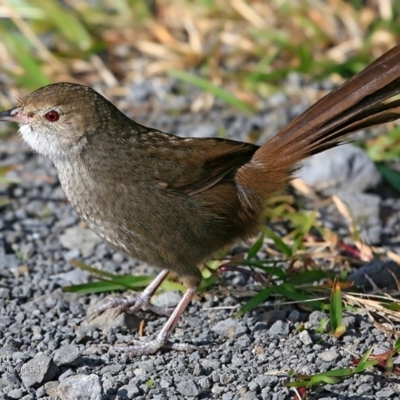 Dasyornis brachypterus (Eastern Bristlebird) at Booderee National Park1 - 10 May 2016 by Charles Dove