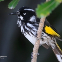 Phylidonyris novaehollandiae (New Holland Honeyeater) at Booderee National Park1 - 11 May 2016 by CharlesDove