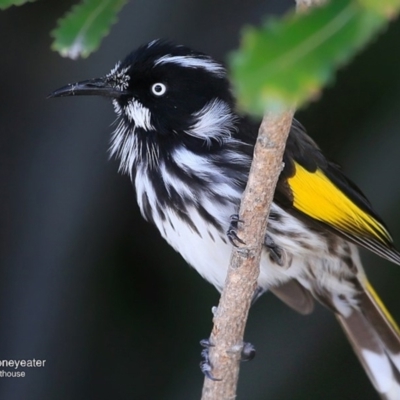 Phylidonyris novaehollandiae (New Holland Honeyeater) at Booderee National Park1 - 11 May 2016 by CharlesDove
