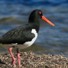 Haematopus longirostris (Australian Pied Oystercatcher) at Cunjurong Point, NSW - 11 May 2016 by Charles Dove