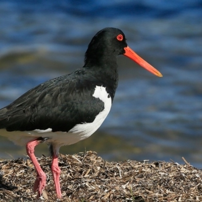 Haematopus longirostris (Australian Pied Oystercatcher) at Cunjurong Point, NSW - 11 May 2016 by Charles Dove