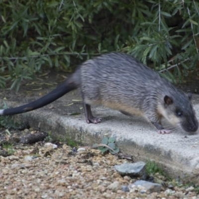 Hydromys chrysogaster (Rakali or Water Rat) at Acton, ACT - 12 Jun 2018 by Alison Milton