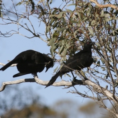 Corcorax melanorhamphos (White-winged Chough) at Michelago, NSW - 9 Nov 2009 by Illilanga