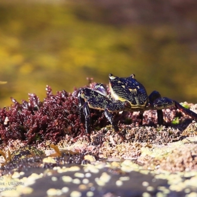 Leptograpsus variegatus (Purple Rock Crab) at Dolphin Point, NSW - 9 May 2016 by Charles Dove