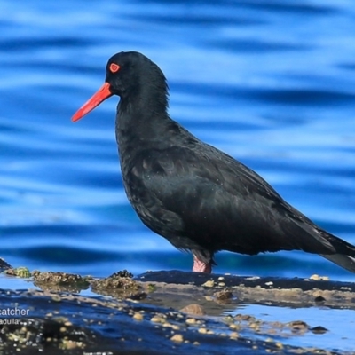 Haematopus fuliginosus (Sooty Oystercatcher) at Dolphin Point, NSW - 9 May 2016 by Charles Dove