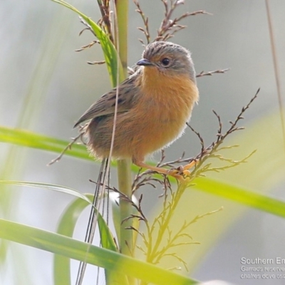 Stipiturus malachurus (Southern Emuwren) at Narrawallee Foreshore and Reserves Bushcare Group - 8 May 2016 by Charles Dove