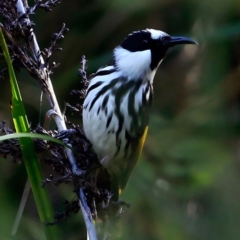 Phylidonyris niger (White-cheeked Honeyeater) at Booderee National Park1 - 10 May 2016 by Charles Dove