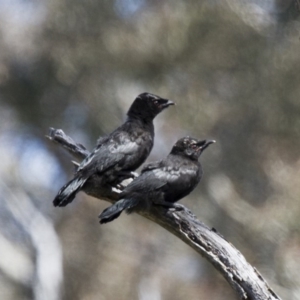 Corcorax melanorhamphos at Michelago, NSW - 22 Oct 2014