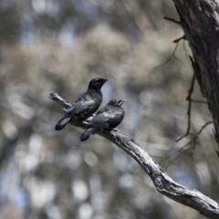 Corcorax melanorhamphos at Michelago, NSW - 22 Oct 2014