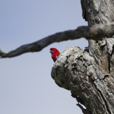 Platycercus elegans (Crimson Rosella) at Michelago, NSW - 20 Oct 2014 by Illilanga