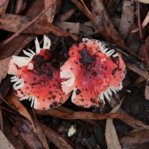 Russula persanguinea at ANBG - 12 Jun 2018 03:42 PM