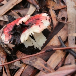 Russula persanguinea at ANBG - 12 Jun 2018 03:42 PM