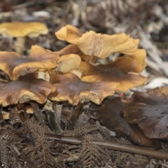 Armillaria sp. (A honey fungus) at Canberra Central, ACT - 12 Jun 2018 by AlisonMilton