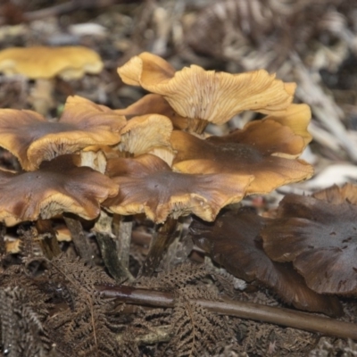 Armillaria sp. (A honey fungus) at Canberra Central, ACT - 12 Jun 2018 by AlisonMilton