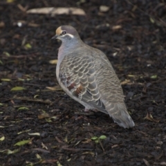 Phaps chalcoptera (Common Bronzewing) at Acton, ACT - 12 Jun 2018 by Alison Milton