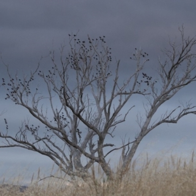 Sturnus vulgaris (Common Starling) at Michelago, NSW - 4 Jan 2011 by Illilanga