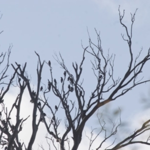 Sturnus vulgaris at Michelago, NSW - 12 Feb 2012