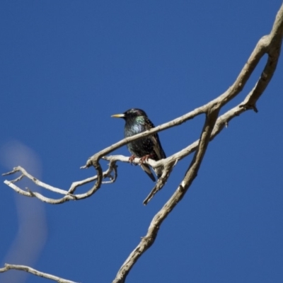 Sturnus vulgaris (Common Starling) at Michelago, NSW - 3 Jun 2012 by Illilanga